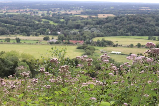 Whether you fancy wandering along dramatic white cliffs or exploring peaceful woodland trails, these are the top countryside walks near London that offer a true taste